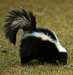 Skunks transmit rabies