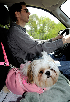Dog seat belt