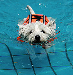 dog pool