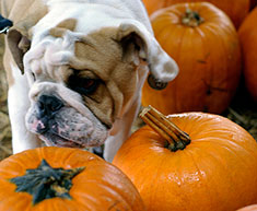 Bulldog in the pumpkin patch