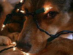 Dog caught up in Christmas light string