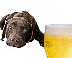 Labrador dog eyeing pint of beer