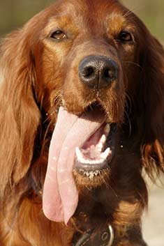An Irish Setter dog with his long tongue hanging out