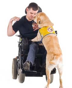 A specially trained service dog