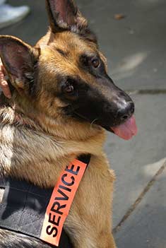 An assistance dog on duty