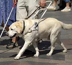 Seeing-eye dog in action