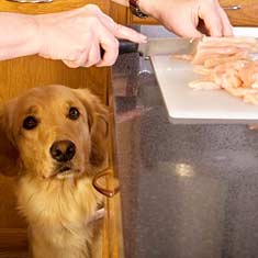 Dog looking longingly at raw chicken being prepared
