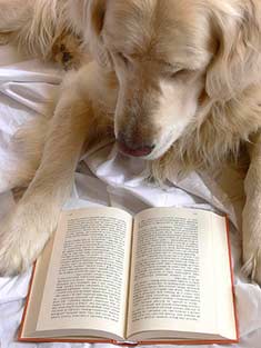 Dog reading a book