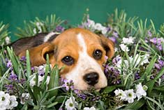 Beagle puppy surrounded by flowers