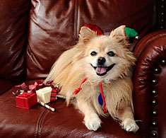 Pomeranian dog posing with gifts