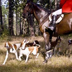 Hound dogs on a fox hunt