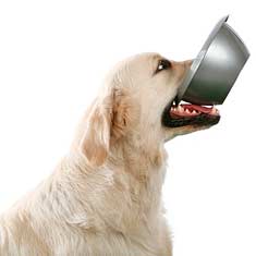 Dog carrying his bowl