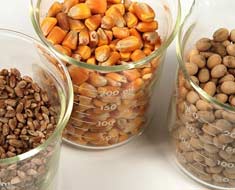 Corn and soy are common ingredients in dog food