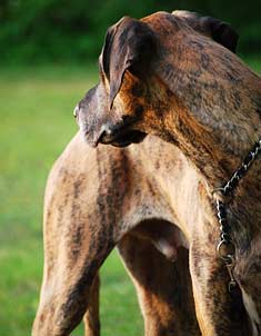 Brindle Great Dane dog