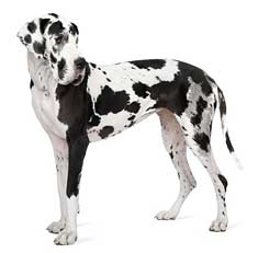 Harlequin Great Dane Dog