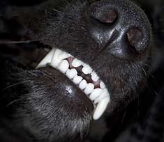 Closeup of black dog with clean white teeth