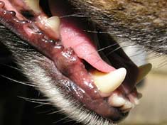 Closeup of dog's teeth
