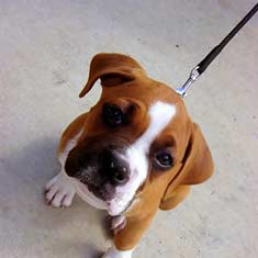 Boxer puppy on a leash