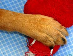 Closeup of dog's paw protecting a red toy