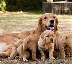 Puppies with mommy dog