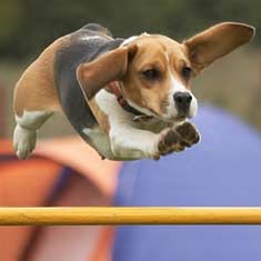Beagle jumping a hurdle