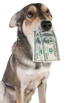 Dog with a mouthful of cash