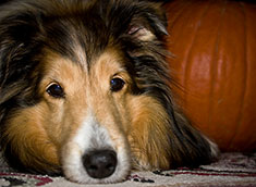 Collie laying beside Halloween pumpkin