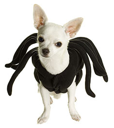 dog in Halloween spider costume