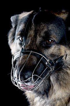 Muzzled German Shepherd Dog