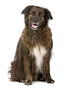 Scruffy brown mixed breed dog