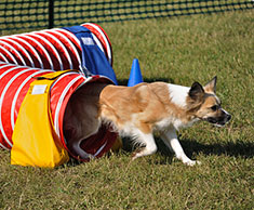 Mixed breed dog competing in agility