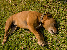 Unconscious dog laying in the grass