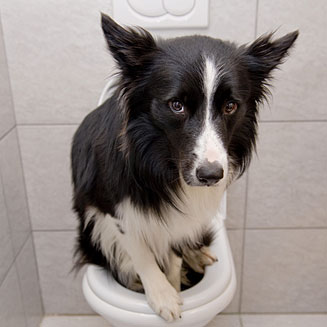 Canine Urinary Tract Infections