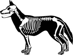 Dog skeleton illustration