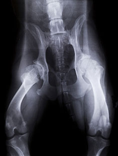 Dog hip displaysia x-ray