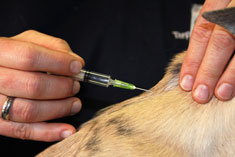 Injecting a dog with a syringe
