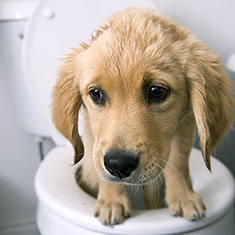 What to do for Dog Diarrhea