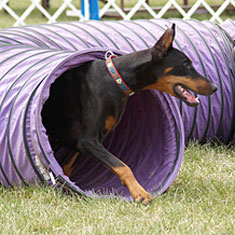 Dog in agility tunnel