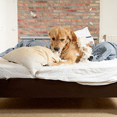 Labrador dog destroying pillows
