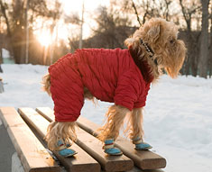Dog wearing winter parka and boots