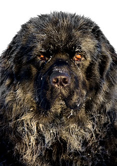 Black Newfoundland Dog Closeup