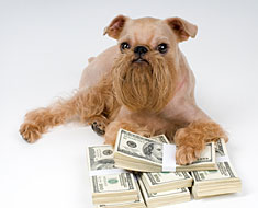 Little dog with cash money