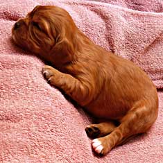 Newborn puppy on towel