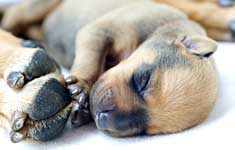 Newborn puppy by mama's feet