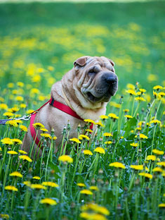 Shar-Pei dog sitting in flowers
