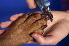 Pet nail clipping