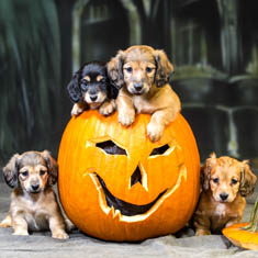 Dogs in a pumpkin