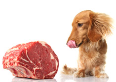 dog raw meat