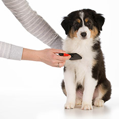 puppy grooming
