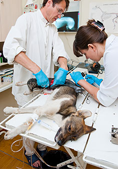 Dog in emergency surgery